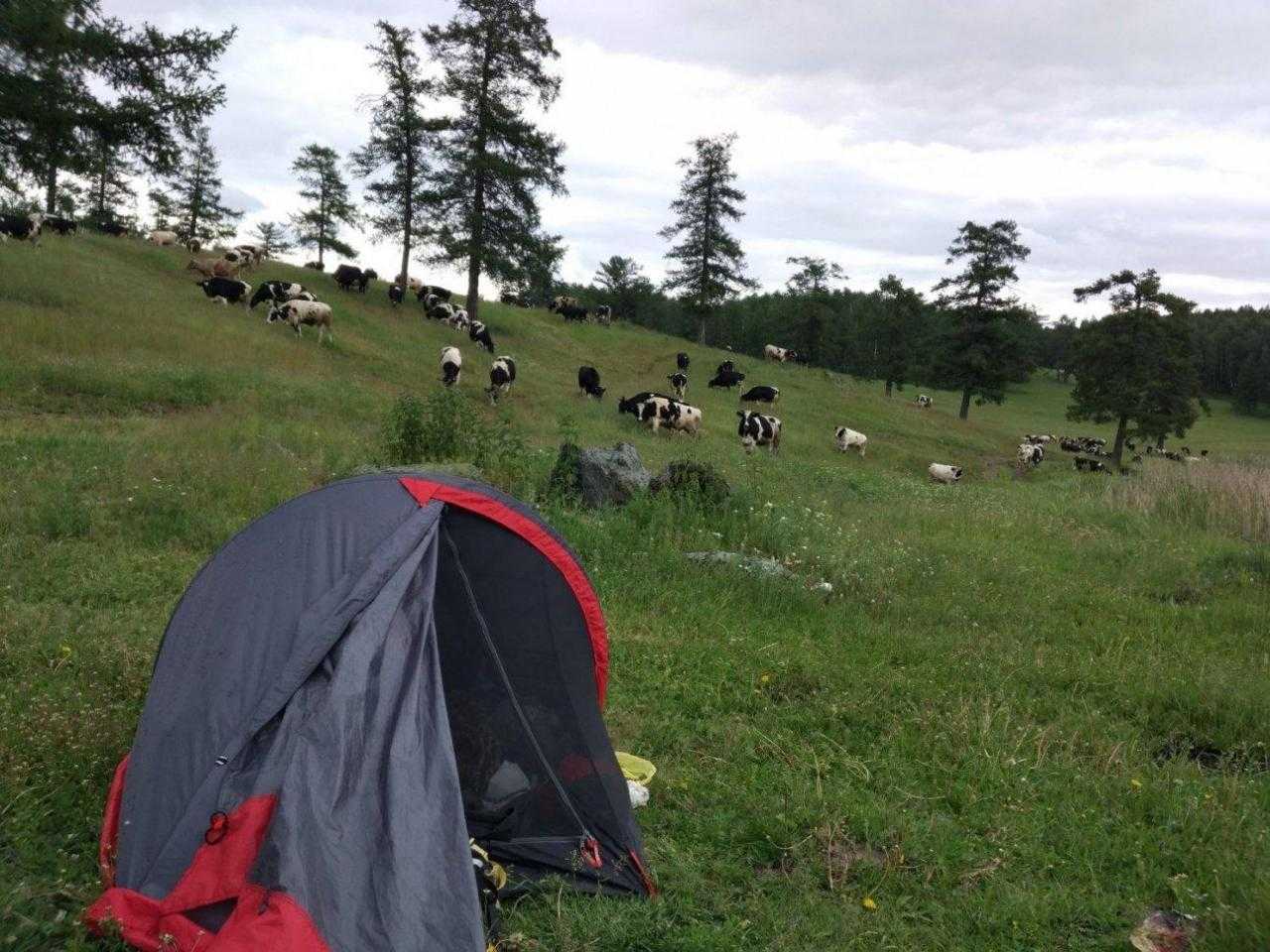 Поле и множество палаток для скота