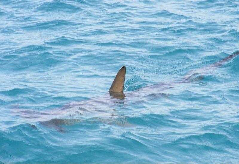Черноморские акулы на индейке