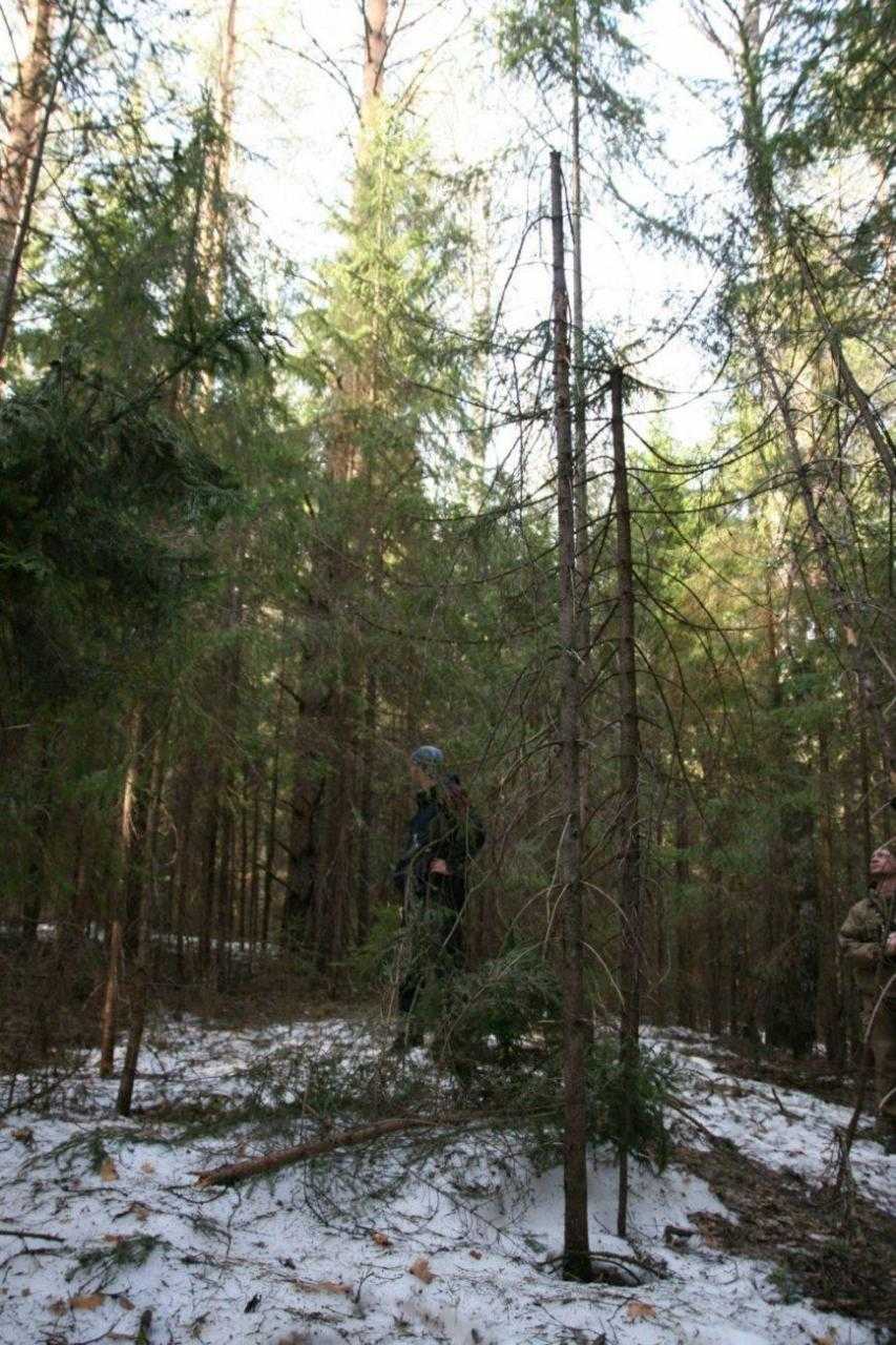 Снеговик ломает ветки в лесу