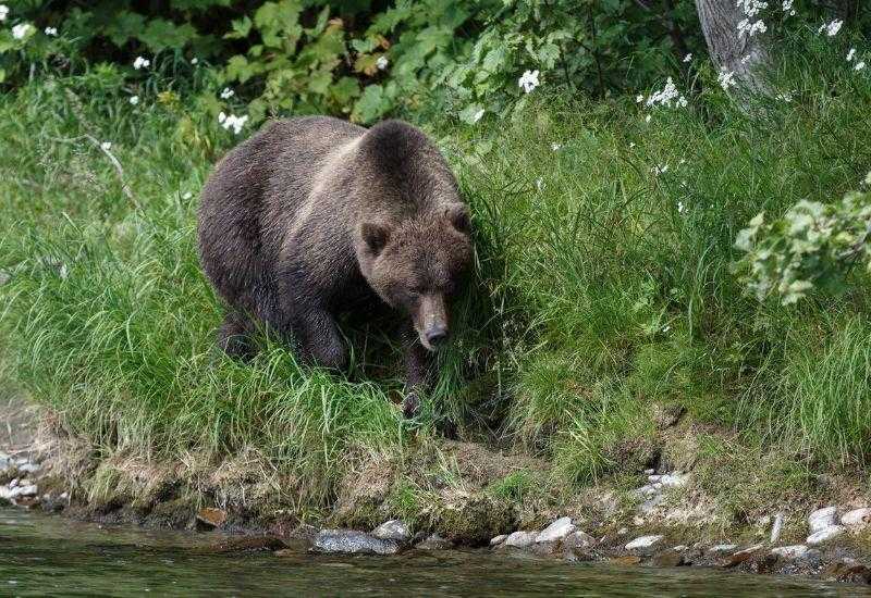 Бурый медведь Камчатка