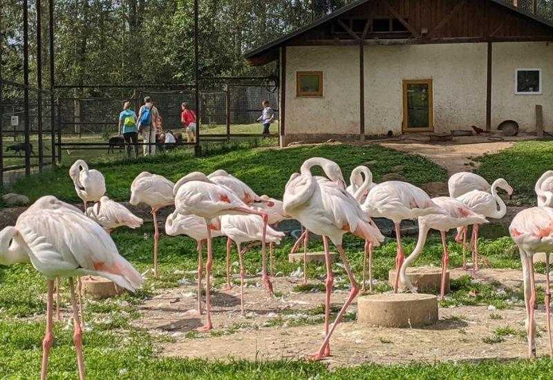 Воробьиные птицы Куда поехать на выходные Калужская область