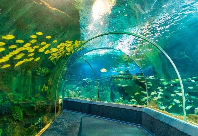 Сочинский Discovery World Aquarium - один из крупнейших океанариумов в России