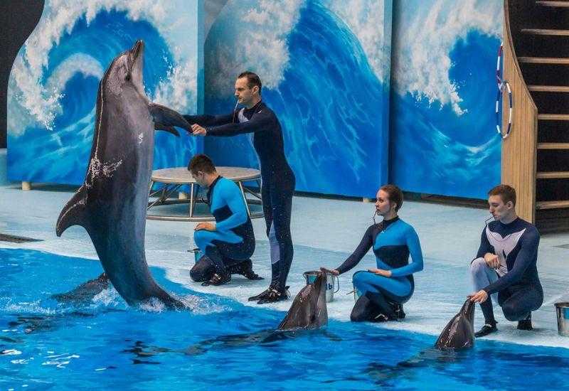 Дельфины Океании Новосибирск