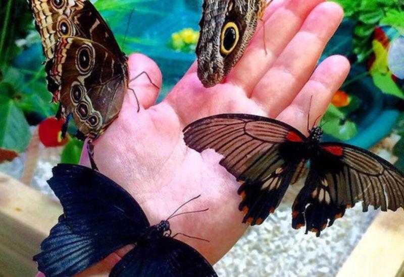 Парк тропических бабочек Уголок влюбленных