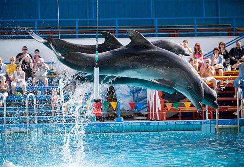 Ростовский дельфин