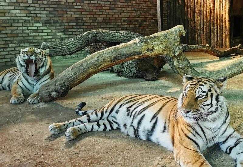 Самарский зоопарк