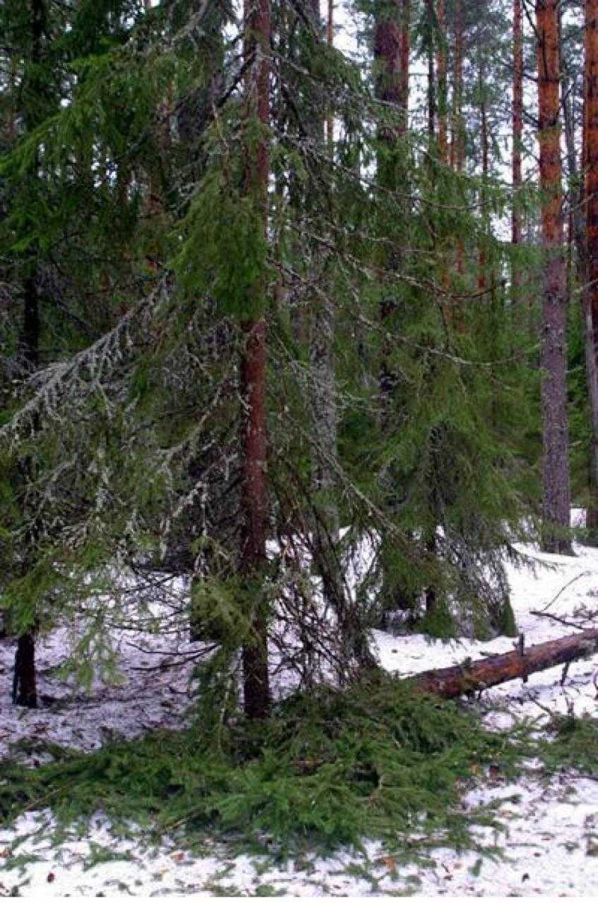 Снеговик одиночка в лесу