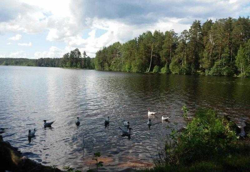 Озеро Щучье Комарово Ленинградкаобласти
