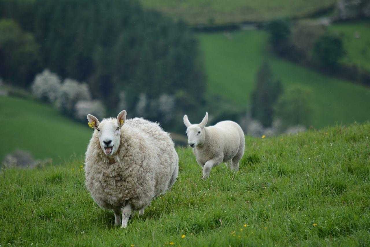 Овцы Ирландии