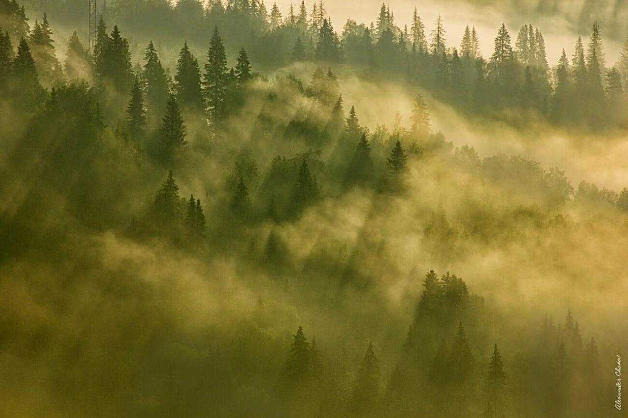 Лесной каньон в тумане