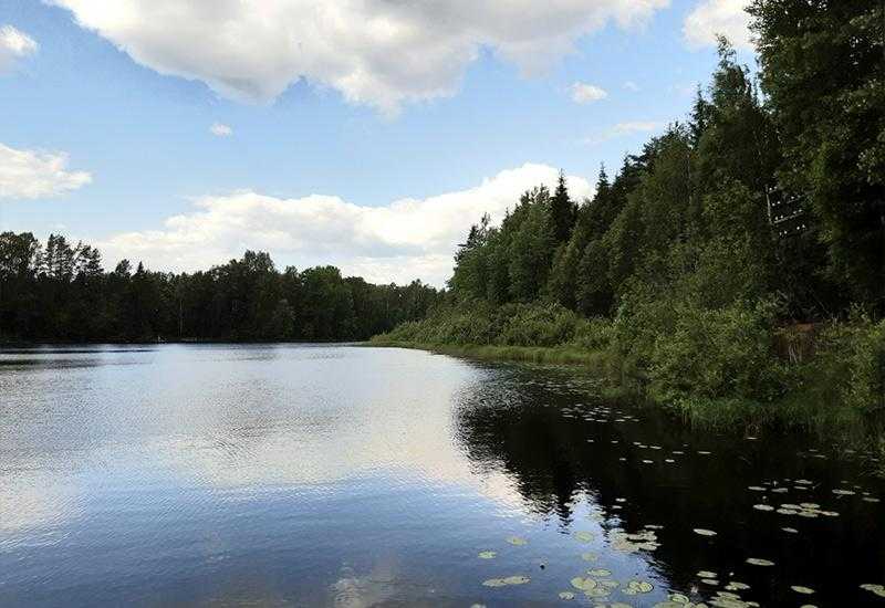 Рошкинское озеро Рыбное хозяйство Ленинградская область