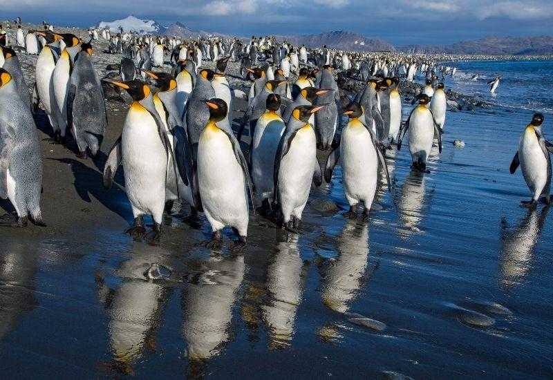 Остров Южный Джордж Императорский пингвин